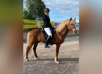 Islandpferd, Hengst, 8 Jahre, 142 cm, Rotfuchs