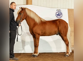 Islandpferd, Hengst, 8 Jahre, 142 cm, Rotfuchs