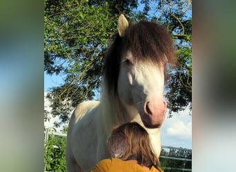 Islandpferd, Hengst, 8 Jahre, Schecke
