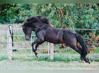 Islandpferd, Hengst, 9 Jahre, 146 cm, Rappe