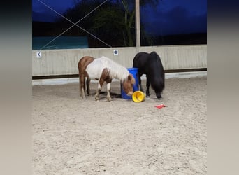 Islandpferd, Hengst, 9 Jahre, 146 cm, Rappe