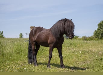 Islandpferd, Hengst, 9 Jahre, 146 cm, Rappe