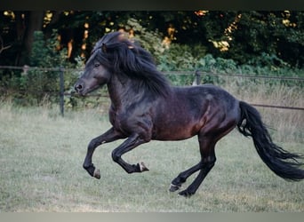 Islandpferd, Hengst, 9 Jahre, 146 cm, Rappe