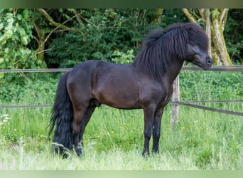 Islandpferd, Hengst, 9 Jahre, 146 cm, Rappe