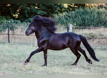 Islandpferd, Hengst, 9 Jahre, 146 cm, Rappe