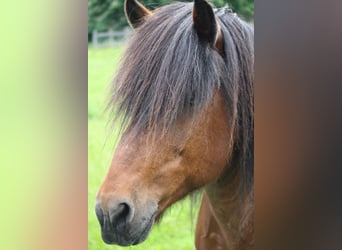 Islandpferd, Hengst, 26 Jahre, 142 cm, Brauner