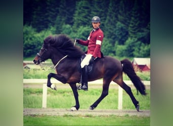 Islandpferd, Hengst, 18 Jahre, 145 cm, Brauner