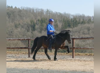 Islandpferd, Hengst, 20 Jahre, 145 cm, Brauner