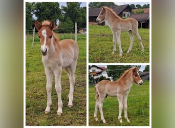 Islandpferd, Hengst, , 138 cm, Fuchs