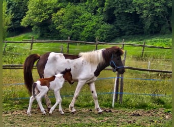 Islandpferd, Hengst, Fohlen (05/2025), 140 cm, Brauner