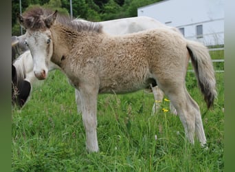 Islandpferd, Hengst, , 140 cm, Buckskin