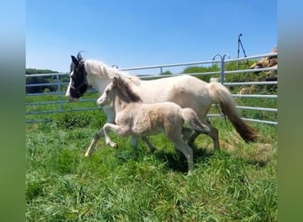 Islandpferd, Hengst, , 140 cm, Buckskin