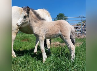 Islandpferd, Hengst, , 140 cm, Buckskin