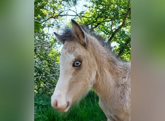 Islandpferd, Hengst, , 140 cm, Buckskin