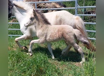 Islandpferd, Hengst, , 140 cm, Buckskin