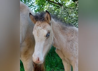 Islandpferd, Hengst, , 140 cm, Buckskin