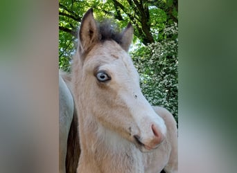 Islandpferd, Hengst, , 140 cm, Buckskin