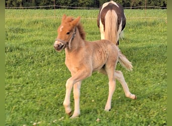 Islandpferd, Hengst, Fohlen (05/2025), 140 cm, Fuchs