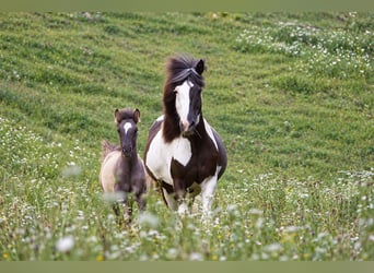 Islandpferd, Hengst, Fohlen (04/2026), 140 cm, Grullo