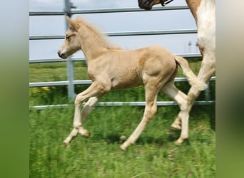 Islandpferd, Hengst, Fohlen (04/2026), 140 cm, Palomino