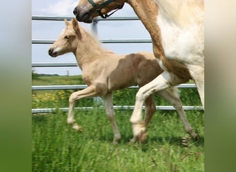 Islandpferd, Hengst, Fohlen (04/2026), 140 cm, Palomino