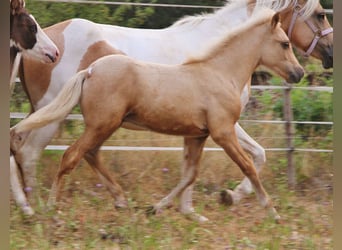 Islandpferd, Hengst, Fohlen (04/2026), 140 cm, Palomino