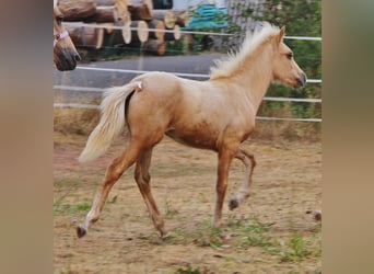 Islandpferd, Hengst, Fohlen (04/2026), 140 cm, Palomino
