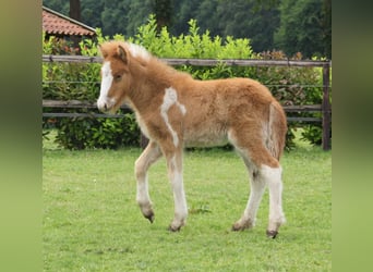 Islandpferd, Hengst, Fohlen (03/2024), 140 cm, Schecke