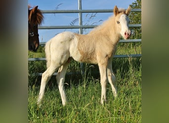 Islandpferd, Hengst, Fohlen (05/2026), 140 cm, White