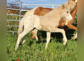 Islandpferd, Hengst, Fohlen (05/2026), 140 cm, White