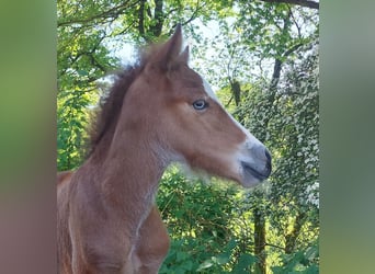 Islandpferd, Hengst, , 141 cm, Brauner