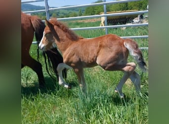 Islandpferd, Hengst, , 141 cm, Brauner