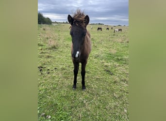 Islandpferd, Hengst, Fohlen (05/2025), 143 cm, Rappe