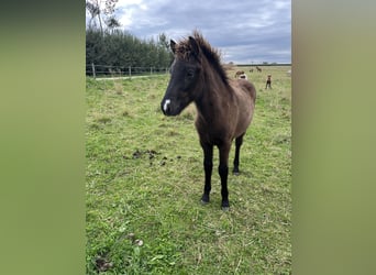 Islandpferd, Hengst, Fohlen (05/2025), 143 cm, Rappe