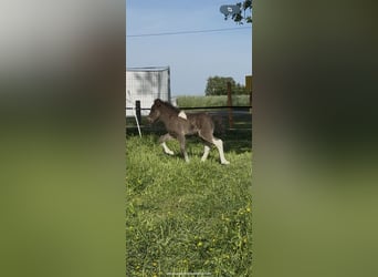 Islandpferd, Hengst, , 144 cm, Schecke
