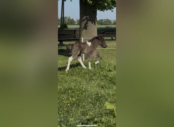 Islandpferd, Hengst, , 144 cm, Schecke