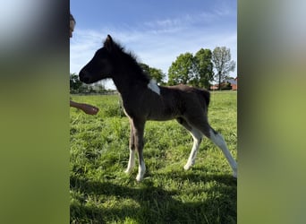 Islandpferd, Hengst, , 144 cm, Schecke