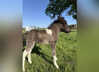 Islandpferd, Hengst, , 144 cm, Schecke