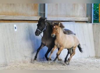 Islandpferd, Hengst, Fohlen (05/2023), Falbe