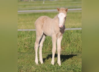 Islandpferd, Hengst, Fohlen (01/2025)