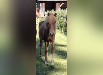 Islandpferd, Hengst, Fohlen (05/2025), Fuchs Islandpferd, Hengst, Fohlen (05/2025), Fuchs