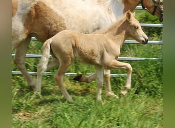 Islandpferd, Hengst, Fohlen (04/2026), Palomino