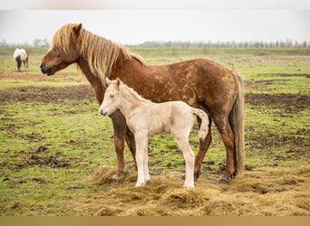 Islandpferd, Hengst, Fohlen (07/2023), Palomino
