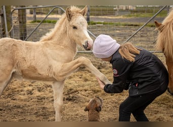 Islandpferd, Hengst, Fohlen (05/2023), Palomino