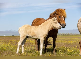 Islandpferd, Hengst, , Palomino