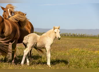 Islandpferd, Hengst, Fohlen (06/2025), Palomino
