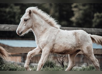 Islandpferd, Hengst, Fohlen (04/2025), Palomino