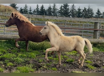Islandpferd, Hengst, Fohlen (06/2025), Palomino