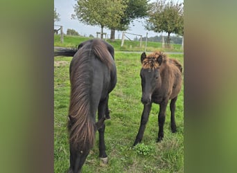 Islandpferd, Hengst, Fohlen (04/2025), Rappe