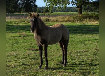 Islandpferd, Hengst, Fohlen (07/2026), Rappe